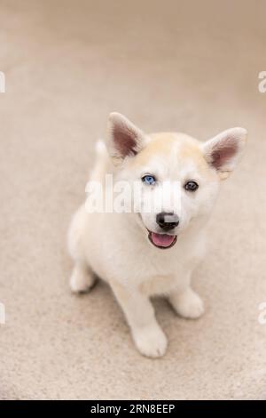 Ein süßer kleiner, pomsker Welpe mit verschiedenfarbigen Augen Stockfoto