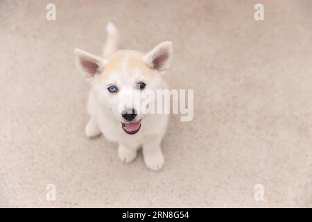Ein kleiner Pomsky Welpe mit verschiedenfarbigen Augen und offenem Mund Stockfoto