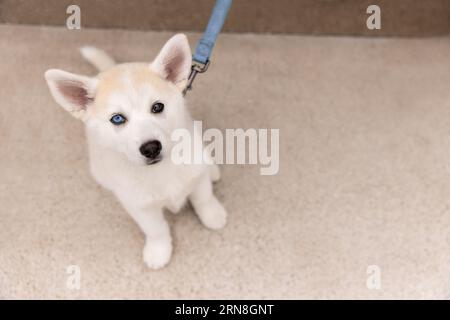 Ein entzückender Pomsky Welpe mit verschiedenfarbigen Augen schaut auf die Kamera Stockfoto