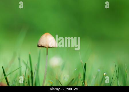 Pilz auf Moos im Wald, abstrakter natürlicher Hintergrund. Pilzernte, Herbstkonzept. Stockfoto