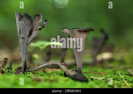 Pilz auf Moos im Wald, abstrakter natürlicher Hintergrund. Pilzernte, Herbstkonzept. Stockfoto