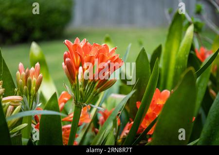 Clivia miniata, die Natal-Lilie oder Bush-Lilie. Nahaufnahme der Blume Clivia miniata. Makroaufnahme einer Orangenblüte im Garten Stockfoto