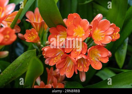 Clivia miniata, die Natal-Lilie oder Bush-Lilie. Nahaufnahme der Blume Clivia miniata. Makroaufnahme einer Orangenblüte im Garten Stockfoto