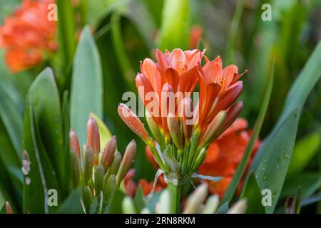 Clivia miniata, die Natal-Lilie oder Bush-Lilie. Nahaufnahme der Blume Clivia miniata. Makroaufnahme einer Orangenblüte im Garten Stockfoto