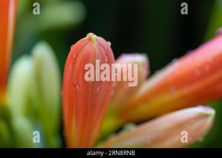 Clivia miniata, die Natal-Lilie oder Bush-Lilie. Nahaufnahme der Blume Clivia miniata. Makroaufnahme einer Orangenblüte im Garten Stockfoto