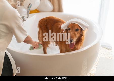 Einen Golden Retriever in der Badewanne baden Stockfoto