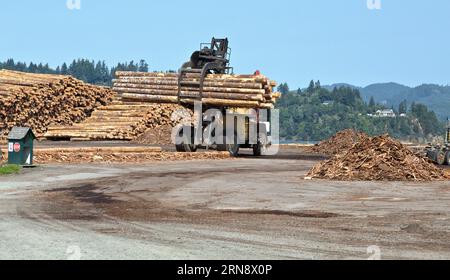 Gabelstaplersortierung geerntete Douglasientämme „Pseudotsuga menziesii“, North Bend, Oregon. Stockfoto