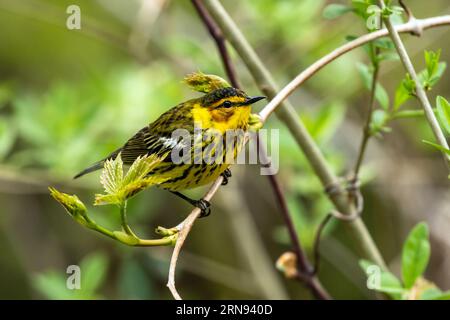 Nahaufnahme eines männlichen Cape May Warbler, der auf einem grünen Ast in Long Point, Ontario, sitzt Stockfoto