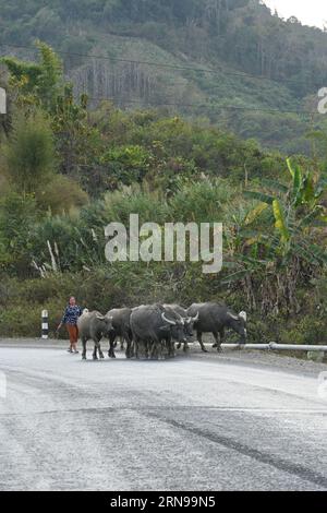 Laotische Frau mit einer Gruppe von Büffeln auf der Straße in Luang Prabang, Laos Stockfoto