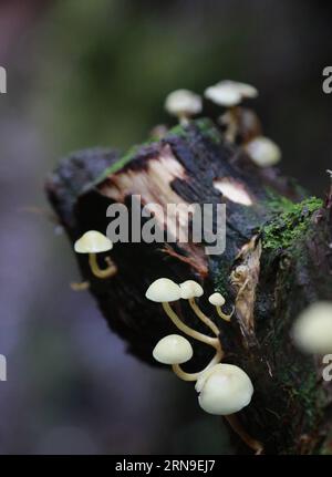 (151202) -- POAS, 2. Dezember 2015 -- Foto aufgenommen am 30. November 2015 zeigt Pilze, die im tropischen Nebelwald im Poas Volcano Nationalpark, Provinz Alajuela, 45 km nordwestlich von San Jose, Hauptstadt von Costa Rica, wachsen. Der Poas Volcano National Park, gegründet am 25. Januar 1971, ist der älteste und meistbesuchte Touristenpark des Landes. COSTA RICA-ENVIRONMENT-POAS-VOLCANO NATIONAL PARK KentxGilbert PUBLICATIONxNOTxINxCHN Poas DEC 2 2015 Foto aufgenommen AM November 30 2015 zeigt Pilze, die im Tropical Cloud Forest im Poas Volcano National Park Alajuela Provinz 45 km nordwestlich von S wachsen Stockfoto