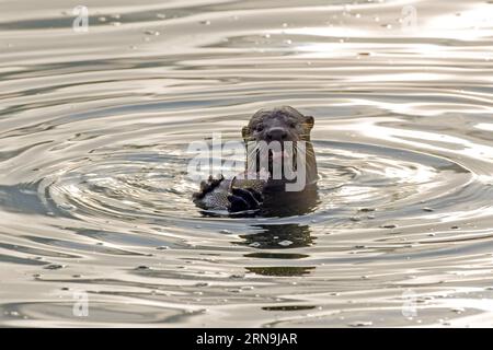 SINGAPUR - Foto vom 13. Mai 2015, zeigt einen glatt beschichteten Otter, der Fisch im Marina Bay Reservoir in Singapur isst. In Singapur sind Wildtiere trotz der rasanten wirtschaftlichen Entwicklung und Urbanisierung seit der Unabhängigkeit Singapurs im Jahr 1965 immer noch im Stadtzentrum oder Vorort zu finden. SINGAPUR-WILDTIERE ThenxChihxWey PUBLICATIONxNOTxINxCHN Singapur Foto aufgenommen AM 13. Mai 2015 zeigt einen glatt beschichteten Otter fressenden Fisch im Marina Bay Reservoir in Singapur in Singapur Wildtiere KÖNNEN ruhig im Stadtzentrum oder Vorort gefunden werden, trotz seiner schnellen wirtschaftlichen Entwicklung Stockfoto