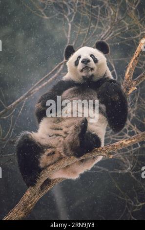 CHANGCHUN, 9. Dezember 2015 -- der Riesenpanda Meng Meng sitzt auf einem Baum in einer sibirischen Tigerzuchtbasis in Changchun, nordöstliche chinesische Provinz Jilin, 9. Dezember 2015. Zwei riesige Pandas Jia Jia und Meng Meng haben sich im Juni 2015 in der Brutstätte niedergelassen und bleiben drei Jahre lang sowohl für die Öffentlichkeit als auch für wissenschaftliche Forschung, wo es den weitesten Norden gibt, in dem ein Panda seit langem in China lebt. eine Region, die normalerweise wegen der kalten Winter vermieden wird, wobei die Arten wärmere Lebensräume in der südwestchinesischen Provinz Sichuan bevorzugen. (WF) CHINA-CHANGCHUN-RIESE PANDA (CN) XUXCHANG VERÖFFENTLICHUNG Stockfoto