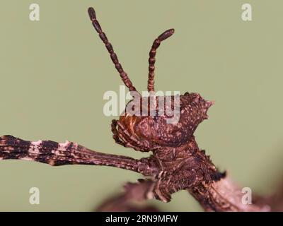 Supermakro-Nahaufnahme des Riesenstachelstielinsekten (Extatosoma tiaratum) Stockfoto