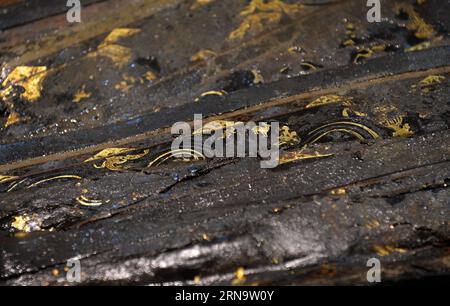 (151220) -- NANCHANG, 20. Dez. 2015 -- Foto vom 20. Dez. 2015 zeigt vergoldete Stämme, die aus dem Hauptsarg auf dem Friedhof Haihunhou (Marquis of Haihun) in der ostchinesischen Provinz Jiangxi ausgegraben wurden. Der äußere Deckel des Hauptsarges auf dem Haihunhou-Friedhof wurde am Sonntag geöffnet. Nach Angaben von Archäologen, die an der Stätte arbeiten, werden Relikte im Hauptsarg des 2.000 Jahre alten Grabes von Haihunhou wahrscheinlich die Identität des Bewohners offenbaren. Der Haihunhou Friedhof in der Nähe der Stadt Nanchang, der Hauptstadt der ostchinesischen Provinz Jiangxi, ist der bekannteste Friedhof der westlichen Han-Dynastie (206 v. Chr. bis 24 n. Chr.). Stockfoto