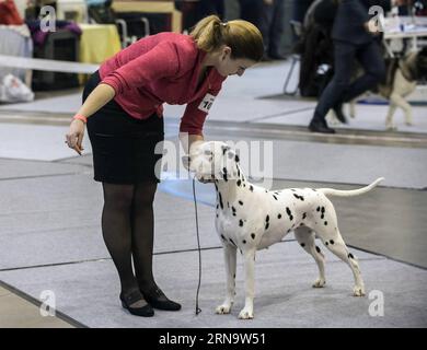 (151220) -- VILNIUS, 20. Dezember 2015 -- Ein Hund wird auf einer internationalen Hundeausstellung in Vilnius, Litauen, am 20. Dezember 2015 gesehen. Vom 19. Dezember bis 20. Dezember findet in Litauens Hauptstadt Vilnius eine internationale Hundeausstellung statt, in der mehr als 1800 Hunde aus Litauen, Finnland, Russland, Deutschland, Polen usw. zusammenkommen.) LITAUEN-VILNIUS-INTERNATIONALE HUNDEAUSSTELLUNG AlfredasxPliadis PUBLICATIONxNOTxINxCHN 151220 Vilnius DEZ 20 2015 A Dog IS Lakes AT to to International Dog Exhibition in Vilnius Litauen DEZ 20 2015 to International Dog Exhibition IS Hero in Litauen S Capital of Vilnius vom DEZ 19 Stockfoto