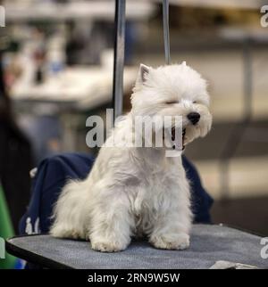 (151220) -- VILNIUS, 20. Dezember 2015 -- Ein Hund wird auf einer internationalen Hundeausstellung in Vilnius, Litauen, am 20. Dezember 2015 gesehen. Vom 19. Dezember bis 20. Dezember findet in Litauens Hauptstadt Vilnius eine internationale Hundeausstellung statt, in der mehr als 1800 Hunde aus Litauen, Finnland, Russland, Deutschland, Polen usw. zusammenkommen.) LITAUEN-VILNIUS-INTERNATIONALE HUNDEAUSSTELLUNG AlfredasxPliadis PUBLICATIONxNOTxINxCHN 151220 Vilnius DEZ 20 2015 A Dog IS Lakes AT to to International Dog Exhibition in Vilnius Litauen DEZ 20 2015 to International Dog Exhibition IS Hero in Litauen S Capital of Vilnius vom DEZ 19 Stockfoto