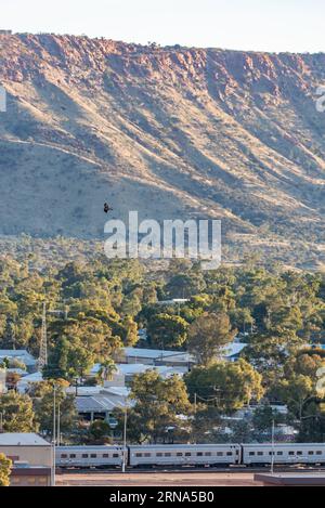 Ein einheimischer Raptorvogel, möglicherweise ein Falke, fliegt über den Ghan Train, der an der Alice Springs Railway Station in NT, Zentralaustralien stationiert ist Stockfoto