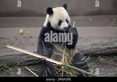 (160108) -- CHENGDU, 8. Januar 2016 -- Ein riesiger Panda isst Bambus in Ya an einer Bifengxia-Basis in Ya an, Südwestchinesische Provinz Sichuan, 8. April 2015. China hat jetzt 422 riesige Pandas gezüchtet und lebt in Gefangenschaft mit einer Überlebensrate von etwa 88 Prozent, sagte die staatliche Forstverwaltung (SFA) am Donnerstag. Das Land strebt an, die Zahl der gefangenen Pandas bis 2020 auf 500 zu erhöhen. Xu Yubin) (lfj) CHINA-CAPITVE RIESEN-PANDAS-NUMMER (CN) XuexYubin PUBLICATIONxNOTxINxCHN Chengdu 8. Januar 2016 ein RIESEN-Panda isst Bamboos in Ya bis zur Bifengxia-Basis in Ya bis zur südwestlichen chinesischen Provinz Sichuan 8. April 2015 Stockfoto