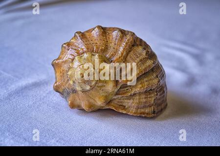 Leere Hülle aus Rapana venosa isoliert auf weißer Hintergrundnaht. Stockfoto