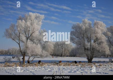 (160112) -- ALTAY, 11. Januar 2016 -- Foto aufgenommen am 11. Januar 2016 zeigt eine reizvolle Landschaft am Kiran River, Altay, nordwestchinesische Autonome Region Xinjiang Uygur. ) (Ry) CHINA-XINJIANG-ALTAY-RIME(CN) YexErjiang PUBLICATIONxNOTxINxCHN 160112 Altay Jan 11 2016 Foto aufgenommen AM 11. Januar 2016 zeigt die Landschaft des Kalbes neben dem Kiran-Fluss Altay Nordwest-China S Xinjiang Uygur Autonomous Region Ry China Xinjiang Altay Rime CN YexErjiang PUBLATIOxCHINxTxXXTxTxN Stockfoto