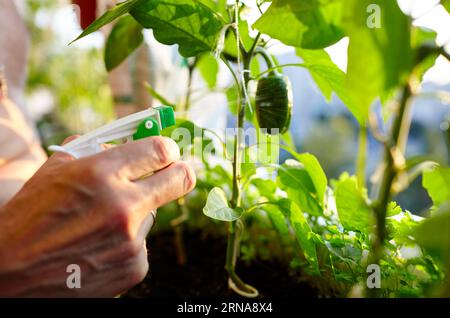 Pfeffer wächst in einem Gewächshaus. Männer halten die Sprühflasche und gießen die Pflanze der grünen Paprika Stockfoto