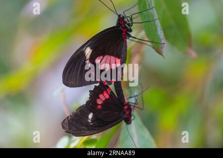 Pink Cattleheart Butterlfies Paarung / Parides eurimedes . Stockfoto