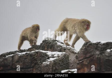 (160122) -- NANCHANG, 22. Januar 2016 -- Japanische Makaken oder Schneemänner werden im Nanchang Zoo in Nanchang, Hauptstadt der ostchinesischen Provinz Jiangxi, am 22. Januar 2016 gesehen. Eine kalte Front und Schneefall trafen die Provinz am Freitag. ) (wf) CHINA-JIANGXI-NANCHANG-ZOO-AFFE (CN) ZhouxMi PUBLICATIONxNOTxINxCHN 160122 Nanchang Jan 22 2016 Japanische Makaken oder Schneemänner sind Seen IM Nanchang Zoo in Nanchang Hauptstadt von Ostchina Provinz S Jiangxi Jan 22 2016 eine kalte Front und Schneefall traf die Provinz AM Freitag WF China Zoo Jiangxi Monanchi CN Nanchi ZhouxMi PUBLICATIONxNOTxINxCHN Stockfoto