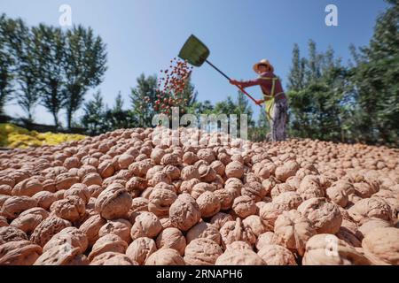 Peking, China. 30. August 2023. Dieses Foto, das am 30. August 2023 aufgenommen wurde, zeigt Bauern, die Walnüsse in Dongjiuzhai, Stadt Zunhua in der nordchinesischen Provinz Hebei trocknen. Liu Mancang/Xinhua/Alamy Live News Stockfoto