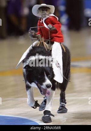 (160210) -- PEKING, 10. Februar 2016 () -- Ein Affe reitet einen Collie während einer Pause der regulären NBA-Saison in Denver, USA, 10. Januar 2006. 2016 ist das Jahr des Affen im chinesischen Kalender. Clevere Affen bringen oft unerwarteten Unterhaltungsgeist in die Sportarena. () (lfj) CHINA-JAHR DER AFFEN AUF DEM SPIELFELD (CN) Xinhua PUBLICATIONxNOTxINxCHN Peking 10. Februar 2016 ein Affe reitet einen Collie während einer Pause der regulären NBA-Saison in Denver die Vereinigten Staaten 10. Januar 2006 2016 Mark das Jahr des Affen im chinesischen Kalender Answers Affen bringen oft mit UNERWARTETE Unterhaltung Stockfoto