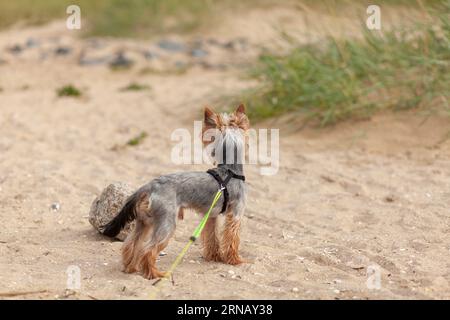 Ein kleiner Yorkshire Terrier steht an einer Leine an einem Sandstrand. Hund im Sommerurlaub Stockfoto