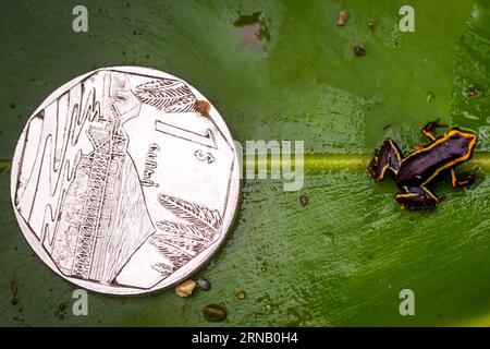 Ein Monte-Iberia-Eleuth ist im Alejandro de Humboldt-Nationalpark in der ostkubanischen Provinz Guantanamo am 12. Februar 2016 zu sehen. Der Monte-Iberia-Eluth ist ein kleiner Elutherodaktylidenfrosch, der im Osten Kubas endemisch ist. Er ist weniger als 10 mm lang, der kleinste lebende Frosch in der nördlichen Hemisphäre und der drittkleinste auf der Welt. Sie wurde erstmals 1996 auf dem Iberia in der Provinz Holgu¨ªn entdeckt und existiert nur in zwei kleinen Regionen Kubas. (Djj) CUBA-GUANTANAMO-MONTE IBERIA ELEUTH LiuxBin PUBLICATIONxNOTxINxCHN ein Monte Iberia IST Seen im Alejandro de Humboldt Nationalpark Stockfoto