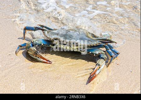 Nahaufnahme einer blauen Krabbe an einem Sandstrand, am Wasserrand bei natürlichem Licht erfasst. Stockfoto