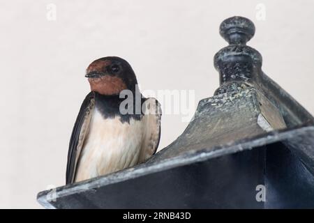 Niedliches Schwalbenportrait auf einer Lampe. Niedliches Schwalbenportrait auf einer Lampe. Stockfoto