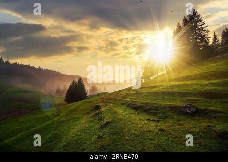 Tannen auf einer Wiese zwischen Hügeln mit Nadelwald im Nebel unter dem bewölkten Himmel bei Sonnenuntergang. Wunderschöne ländliche Landschaft im Abendlicht Stockfoto