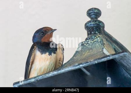 Niedliches Schwalbenportrait auf einer Lampe an einer weißen Wand. Stockfoto