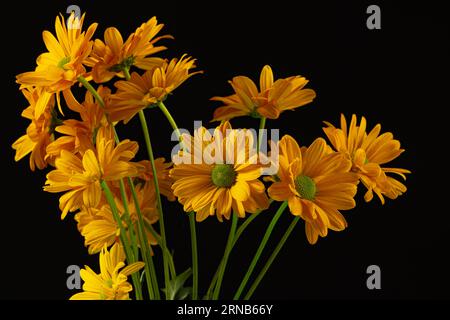 Gelbe Blumen und Kopierraum auf schwarzem Hintergrund Stockfoto