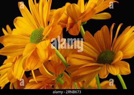 Gelbe Blumen und Kopierraum auf schwarzem Hintergrund Stockfoto