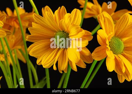 Gelbe Blumen und Kopierraum auf schwarzem Hintergrund Stockfoto