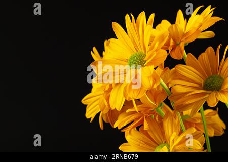 Gelbe Blumen und Kopierraum auf schwarzem Hintergrund Stockfoto