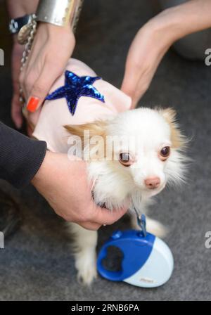 Ein ausgestatteter Hund wird auf der Bühne während einer Hundeschau der PET Fair 2016 in Zagreb, der Hauptstadt Kroatiens, am 21. Februar 2016 gesehen. Insgesamt 20 Hunde präsentierten die neueste Mode des kroatischen Modedesigners Boris Banovic während der Show. ) KROATIEN-ZAGREB-HUND MODENSCHAU MisoxLisanin PUBLICATIONxNOTxINxCHN ein verkleideter Hund IST Seen AUF der Bühne während einer Dog Fashion Show Veranstaltung der PET Fair 2016 in Zagreb Hauptstadt Kroatiens am 21. Februar 2016 präsentierten insgesamt 20 Hunde die neueste Mode, die von den kroatischen Modedesignern Boris Banovic während der Veranstaltung kreiert wurde Die Show Croatia Zagreb Dog Fashion Stockfoto