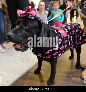 Ein ausgestatteter Hund wird auf der Bühne während einer Hundeschau der PET Fair 2016 in Zagreb, der Hauptstadt Kroatiens, am 21. Februar 2016 gesehen. Insgesamt 20 Hunde präsentierten die neueste Mode des kroatischen Modedesigners Boris Banovic während der Show. ) KROATIEN-ZAGREB-HUND MODENSCHAU MisoxLisanin PUBLICATIONxNOTxINxCHN ein verkleideter Hund IST Seen AUF der Bühne während einer Dog Fashion Show Veranstaltung der PET Fair 2016 in Zagreb Hauptstadt Kroatiens am 21. Februar 2016 präsentierten insgesamt 20 Hunde die neueste Mode, die von den kroatischen Modedesignern Boris Banovic während der Veranstaltung kreiert wurde Die Show Croatia Zagreb Dog Fashion Stockfoto