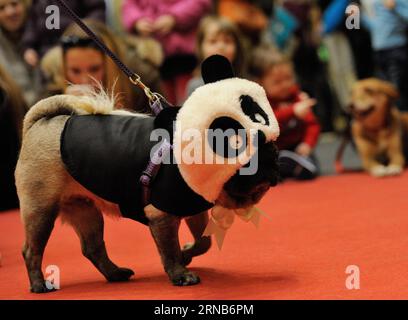 Ein ausgestatteter Hund wird auf der Bühne während einer Hundeschau der PET Fair 2016 in Zagreb, der Hauptstadt Kroatiens, am 21. Februar 2016 gesehen. Insgesamt 20 Hunde präsentierten die neueste Mode des kroatischen Modedesigners Boris Banovic während der Show. ) KROATIEN-ZAGREB-HUND MODENSCHAU MisoxLisanin PUBLICATIONxNOTxINxCHN ein verkleideter Hund IST Seen AUF der Bühne während einer Dog Fashion Show Veranstaltung der PET Fair 2016 in Zagreb Hauptstadt Kroatiens am 21. Februar 2016 präsentierten insgesamt 20 Hunde die neueste Mode, die von den kroatischen Modedesignern Boris Banovic während der Veranstaltung kreiert wurde Die Show Croatia Zagreb Dog Fashion Stockfoto