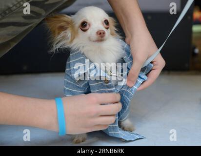 Ein ausgestatteter Hund wird auf der Bühne während einer Hundeschau der PET Fair 2016 in Zagreb, der Hauptstadt Kroatiens, am 21. Februar 2016 gesehen. Insgesamt 20 Hunde präsentierten die neueste Mode des kroatischen Modedesigners Boris Banovic während der Show. ) KROATIEN-ZAGREB-HUND MODENSCHAU MisoxLisanin PUBLICATIONxNOTxINxCHN ein verkleideter Hund IST Seen AUF der Bühne während einer Dog Fashion Show Veranstaltung der PET Fair 2016 in Zagreb Hauptstadt Kroatiens am 21. Februar 2016 präsentierten insgesamt 20 Hunde die neueste Mode, die von den kroatischen Modedesignern Boris Banovic während der Veranstaltung kreiert wurde Die Show Croatia Zagreb Dog Fashion Stockfoto