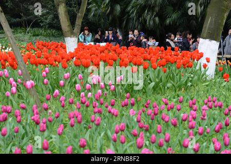 (160224) -- CHONGQING, 24. Februar 2016 -- Menschen sehen blühende Tulpen in einem Blumenpark im Yubei-Bezirk unter Chongqing, Südwestchina, 24. Februar 2016. ) (Yxb) CHINA-CHONGQING-TULIP(CN) ZhongxGuilin PUBLICATIONxNOTxINxCHN Chongqing 24. Februar 2016 Prominente Sehen Sie blühende TULPEN in einem Flower Park im Yubei Bezirk unter Chongqing Südwest China 24. Februar 2016 yxb China Chongqing Tulip CN ZhongxGuilin PUBLICTINxCHNxN Stockfoto