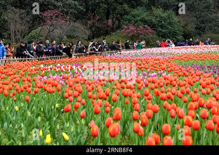 (160224) -- CHONGQING, 24. Februar 2016 -- Menschen sehen blühende Tulpen in einem Blumenpark im Yubei-Bezirk unter Chongqing, Südwestchina, 24. Februar 2016. ) (Yxb) CHINA-CHONGQING-TULIP(CN) ZhongxGuilin PUBLICATIONxNOTxINxCHN Chongqing 24. Februar 2016 Prominente Sehen Sie blühende TULPEN in einem Flower Park im Yubei Bezirk unter Chongqing Südwest China 24. Februar 2016 yxb China Chongqing Tulip CN ZhongxGuilin PUBLICTINxCHNxN Stockfoto