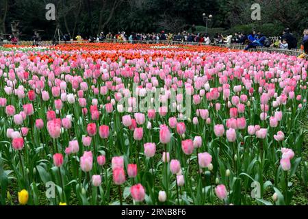 (160224) -- CHONGQING, 24. Februar 2016 -- Menschen sehen blühende Tulpen in einem Blumenpark im Yubei-Bezirk unter Chongqing, Südwestchina, 24. Februar 2016. ) (Yxb) CHINA-CHONGQING-TULIP(CN) ZhongxGuilin PUBLICATIONxNOTxINxCHN Chongqing 24. Februar 2016 Prominente Sehen Sie blühende TULPEN in einem Flower Park im Yubei Bezirk unter Chongqing Südwest China 24. Februar 2016 yxb China Chongqing Tulip CN ZhongxGuilin PUBLICTINxCHNxN Stockfoto