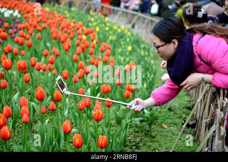 (160224) -- CHONGQING, 24. Februar 2016 -- Ein Besucher verwendet einen Selfie-Stick, um Fotos von Tulpen in einem Blumenpark im Yubei-Bezirk unter Chongqing, Südwestchina, 24. Februar 2016 zu machen. ) (Yxb) CHINA-CHONGQING-TULIP(CN) ZhongxGuilin PUBLICATIONxNOTxINxCHN CHONGQING 24. Februar 2016 ein Besucher verwendet einen Selfie-Stick, um Fotos von TULPEN in einem Blumenpark im Bezirk Yubei Chongqing im Südwesten Chinas zu machen 24. Februar 2016 Yxb China Chongqing Tulip CN ZhongxGuCHINxPilixPUCHIxN Stockfoto