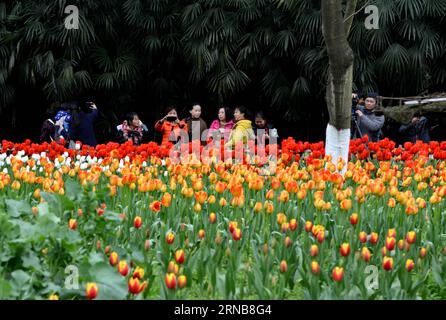 (160224) -- CHONGQING, 24. Februar 2016 -- Menschen sehen blühende Tulpen in einem Blumenpark im Yubei-Bezirk unter Chongqing, Südwestchina, 24. Februar 2016. ) (Yxb) CHINA-CHONGQING-TULIP(CN) ZhongxGuilin PUBLICATIONxNOTxINxCHN Chongqing 24. Februar 2016 Prominente Sehen Sie blühende TULPEN in einem Flower Park im Yubei Bezirk unter Chongqing Südwest China 24. Februar 2016 yxb China Chongqing Tulip CN ZhongxGuilin PUBLICTINxCHNxN Stockfoto