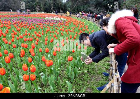 (160224) -- CHONGQING, 24. Februar 2016 -- Menschen machen Fotos von Tulpen in einem Blumenpark im Yubei-Bezirk unter Chongqing, Südwestchina, 24. Februar 2016. ) (Yxb) CHINA-CHONGQING-TULIP(CN) ZhongxGuilin PUBLICATIONxNOTxINxCHN Chongqing 24. Februar 2016 Prominente machen Fotos von TULPEN in einem Blumenpark im Yubei-Bezirk unter Chongqing Südwestchina 24. Februar 2016 yxb China Chongqing Tulip CN ZhongxGuilin PUBLICTINxCHN Stockfoto