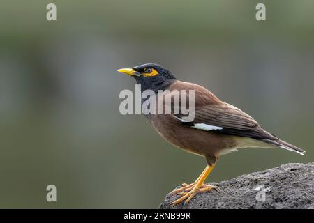 Gewöhnlicher Myna-Vogel aus der Nähe in einem Park Stockfoto